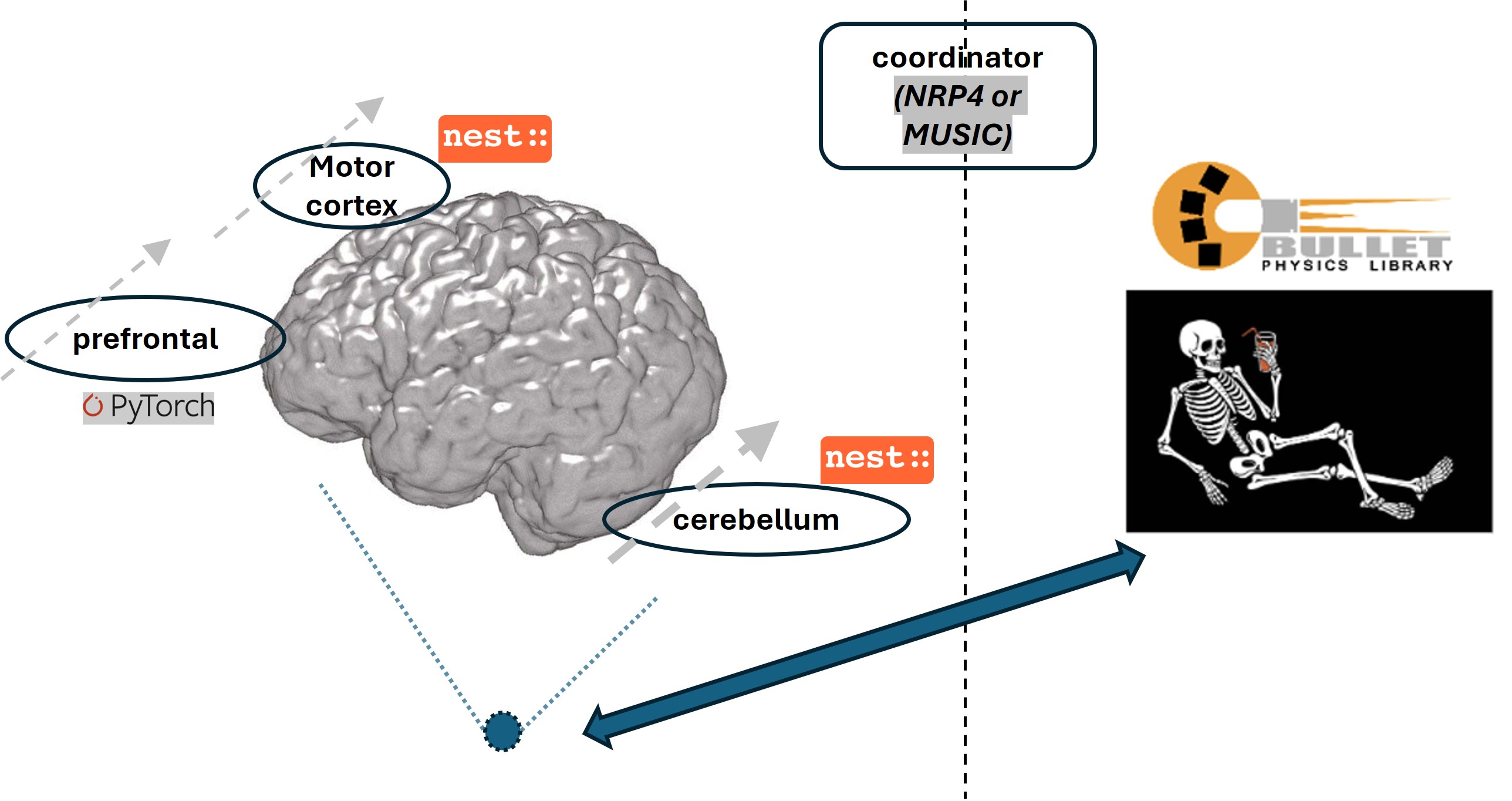 A basic plot with the main pieces displayed, separated by a vertical dotted line marked by the text "coordinator (NRP4 or MUSIC)"; on the left, the prefrontal, motor cortex, and cerebellum areas are circled and arrows point from them to an integration. This integration is connected by a two-sided arrow to the right side, where a skeleton and the pybullet logo are displayed.